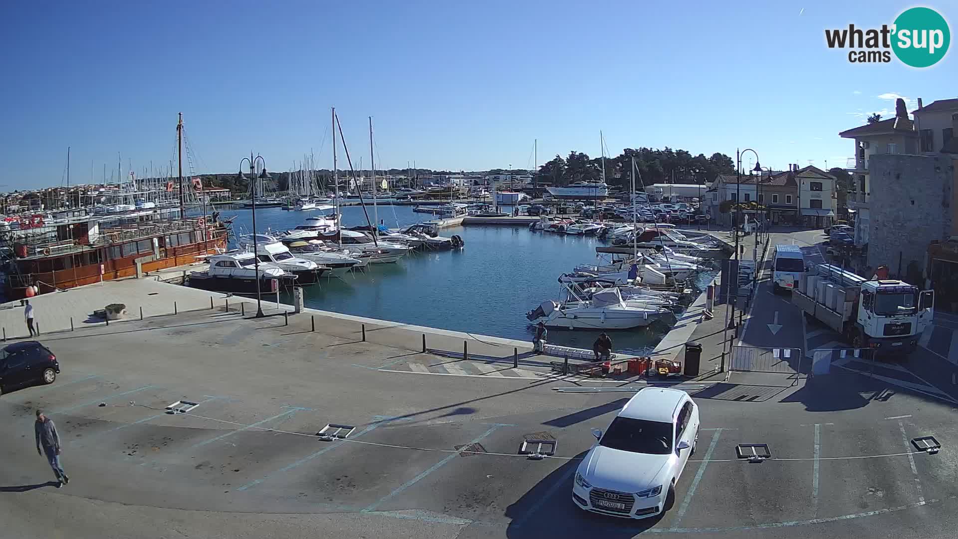 Novigrad | Porporela marina