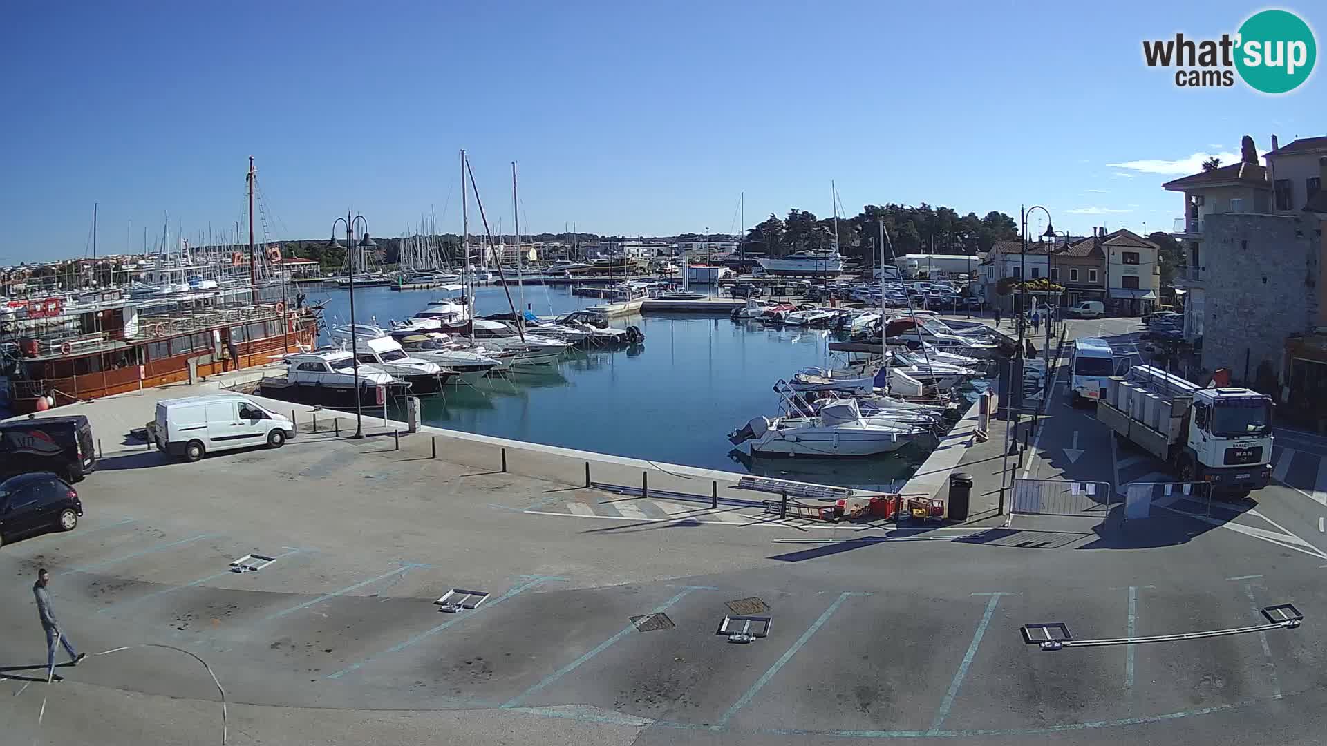 Novigrad | Porporela marina
