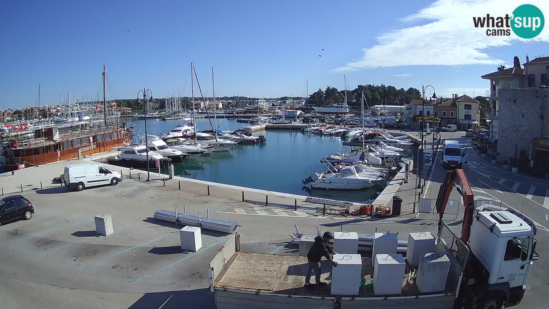 Novigrad | Porporela marina