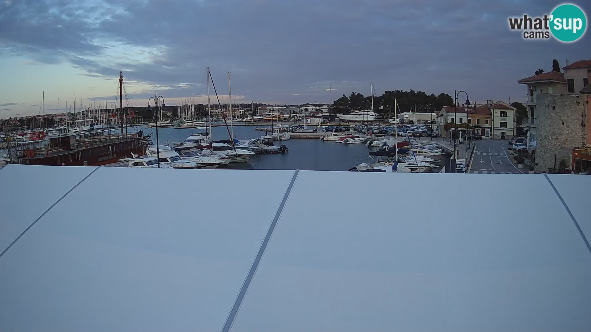Novigrad | Porporela marina