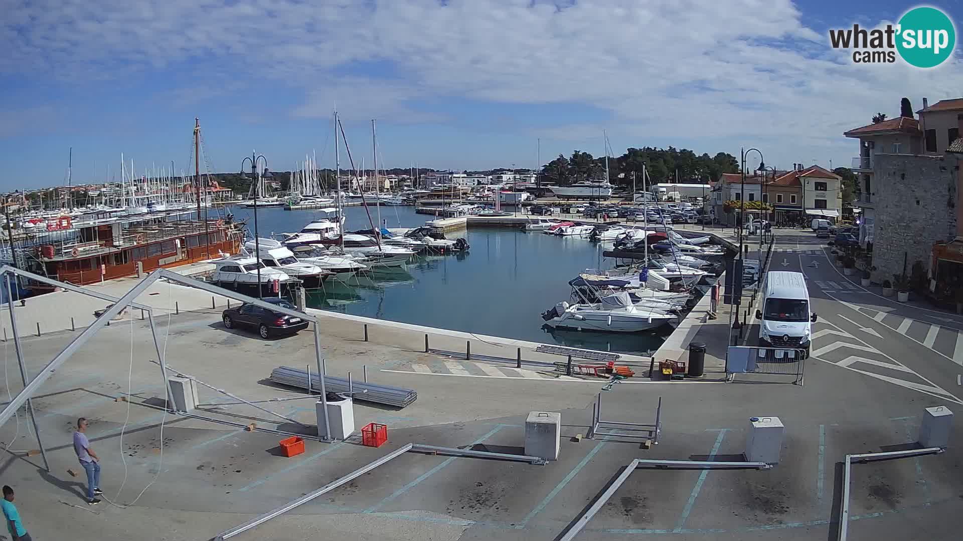 Novigrad | Porporela marina