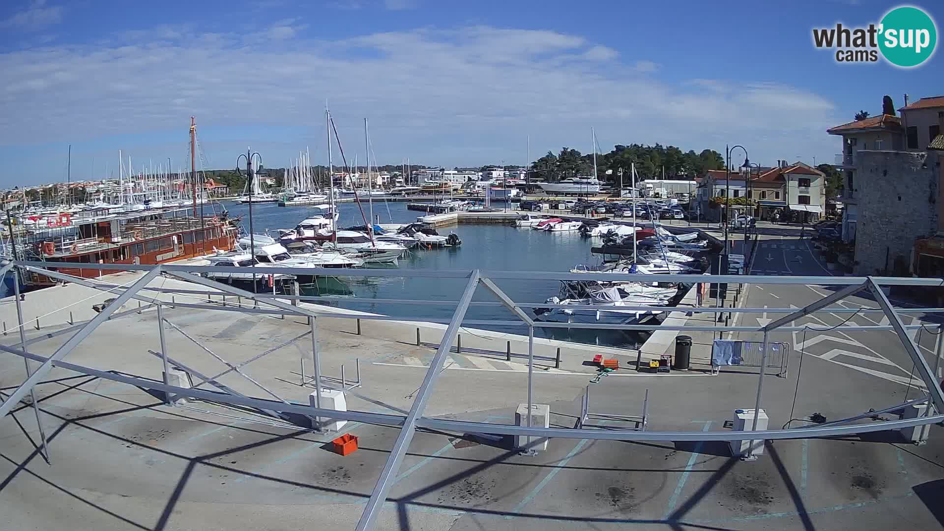 Novigrad | Porporela marina