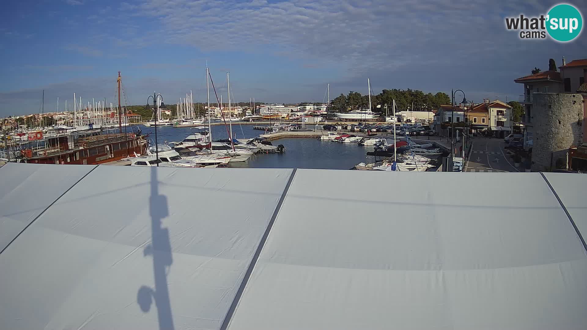 Novigrad | Porporela marina