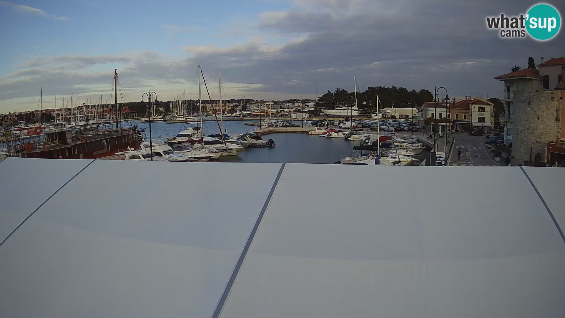 Novigrad | Porporela marina