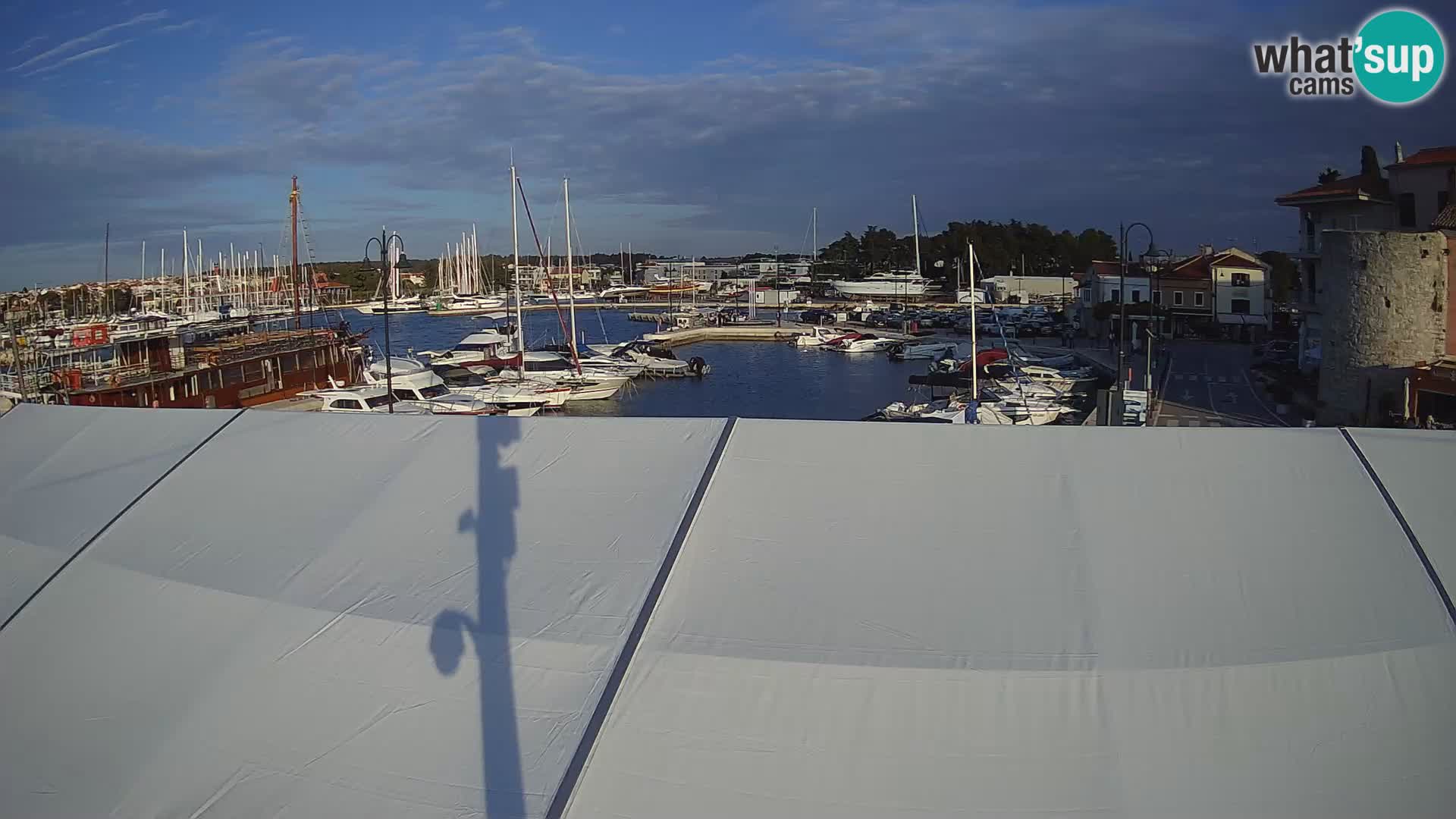 Novigrad | Porporela marina