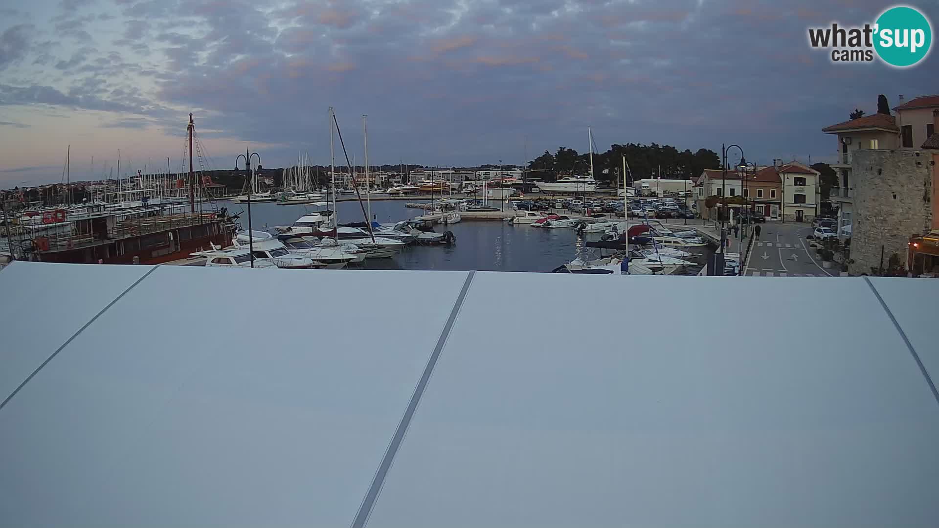 Novigrad | Porporela marina