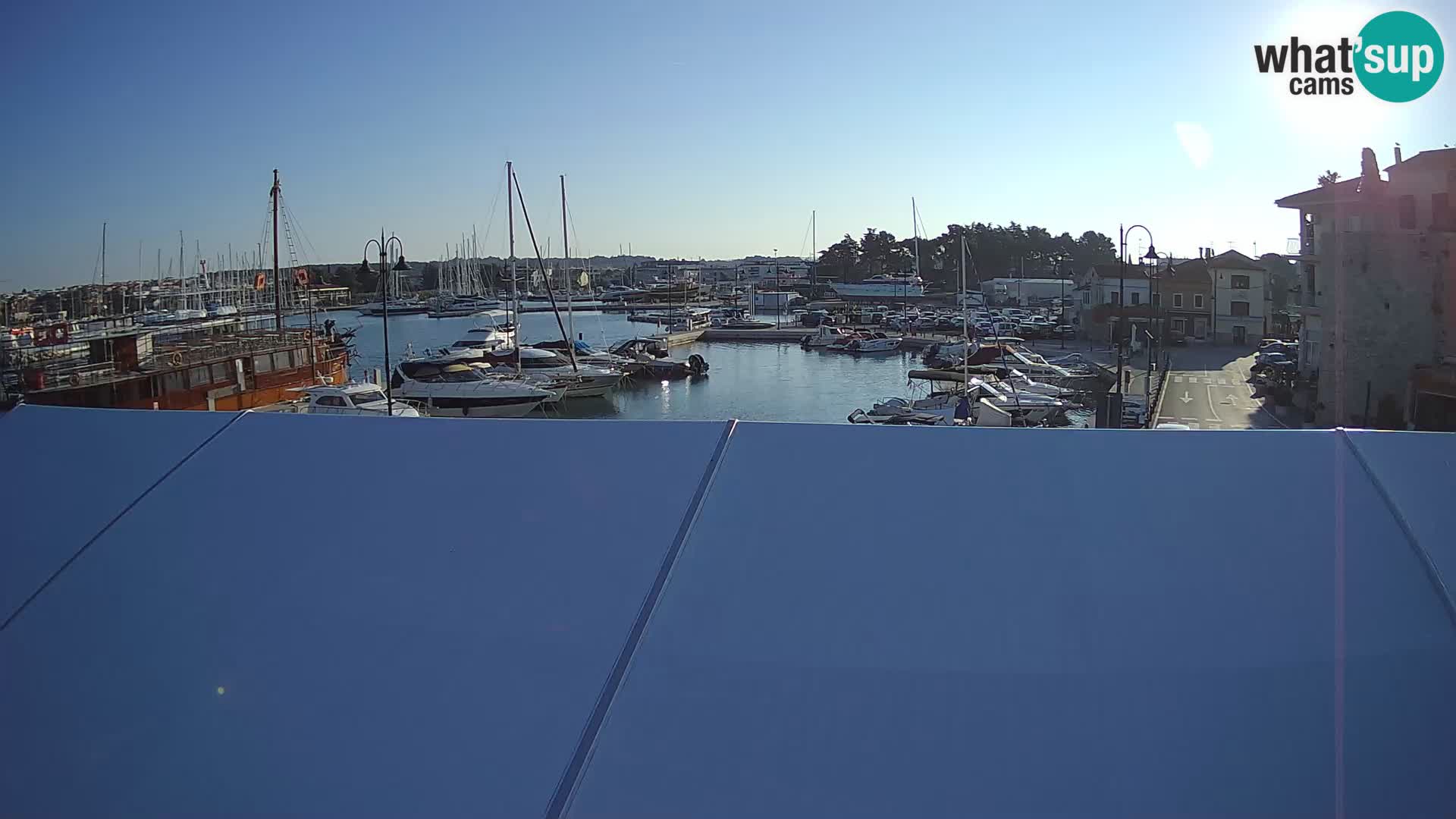 Novigrad | Porporela marina