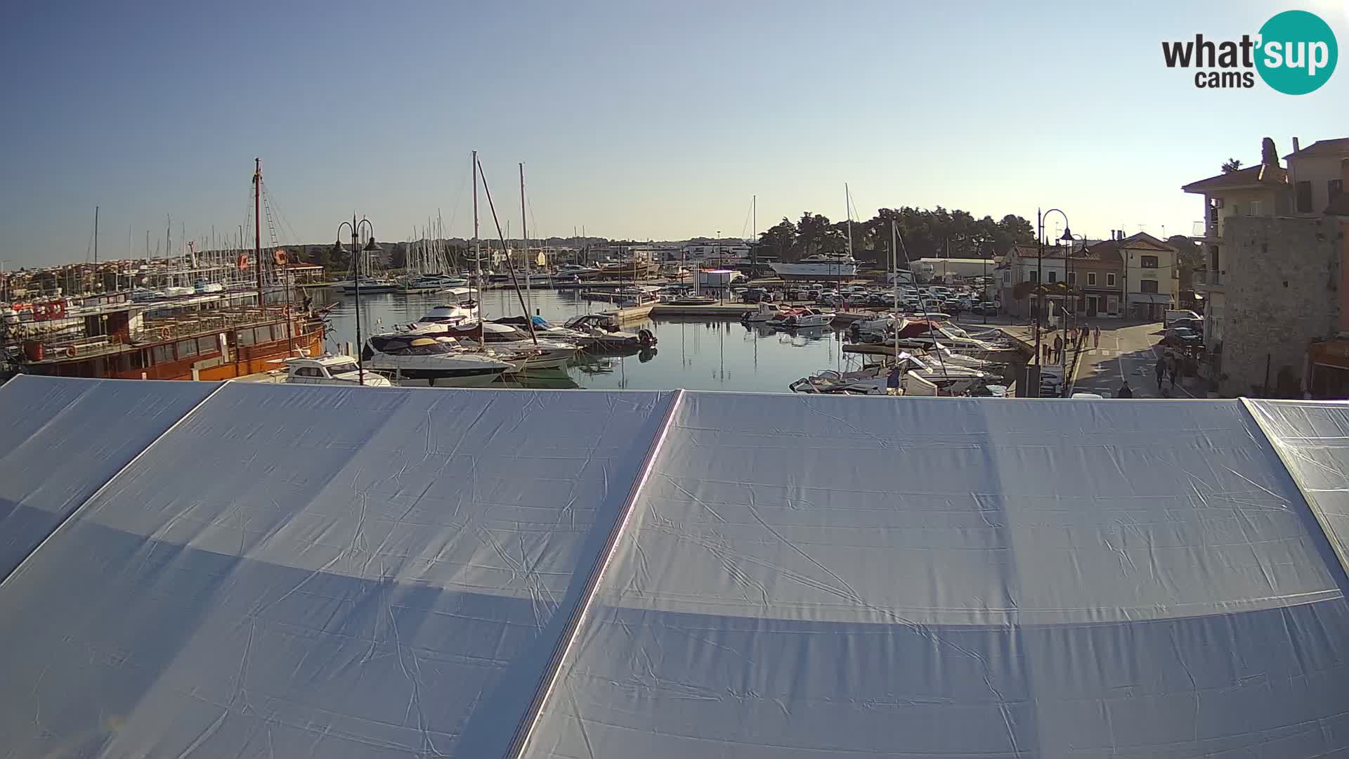 Novigrad | Porporela marina