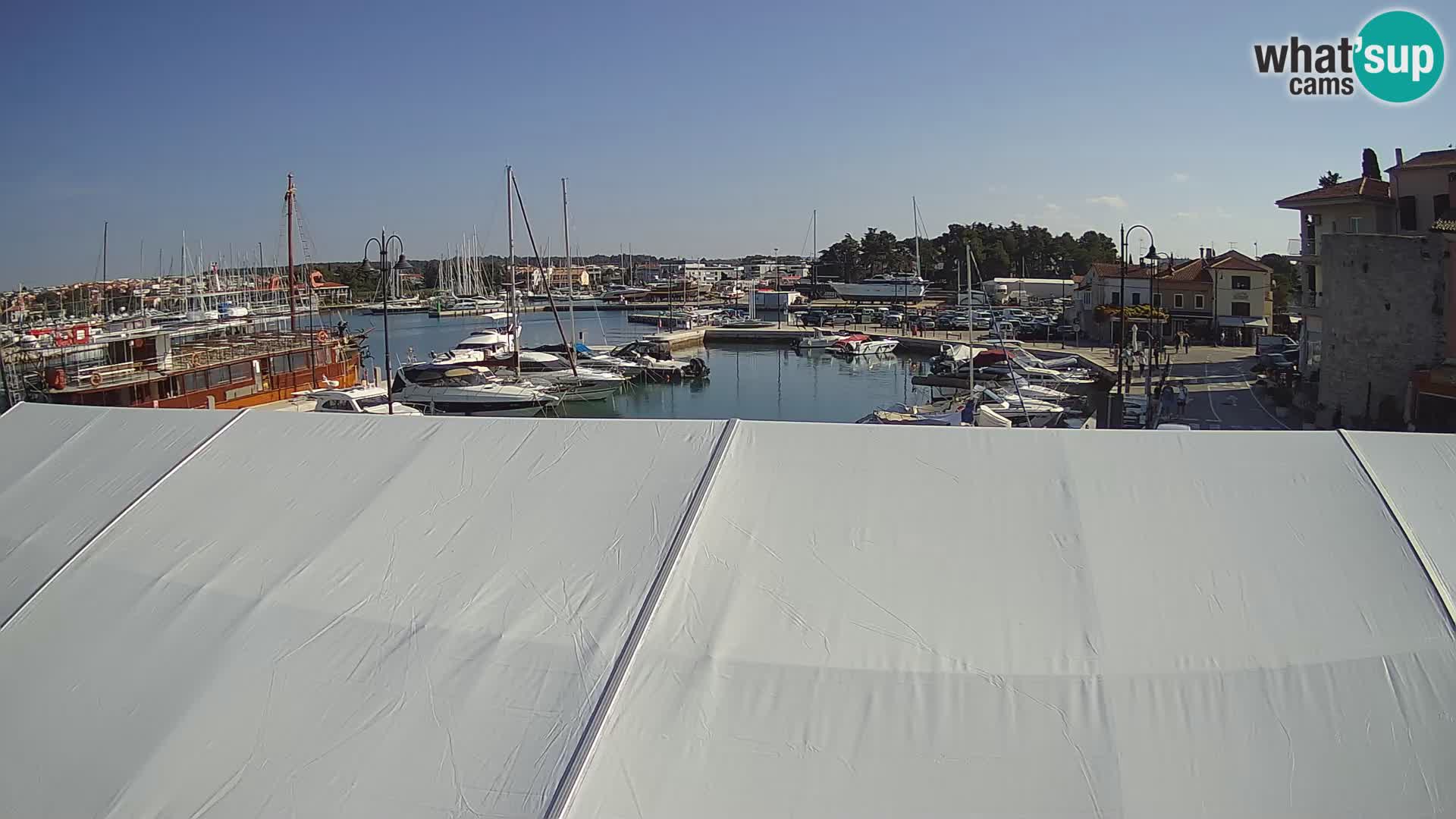 Novigrad | Porporela marina
