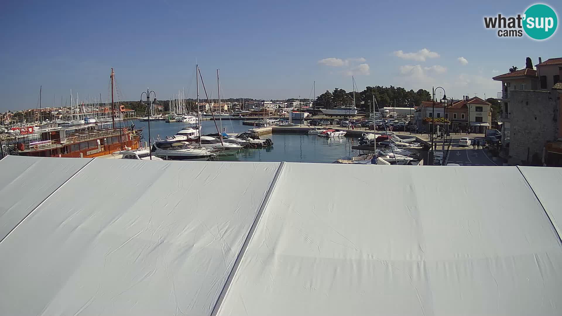 Novigrad | Porporela marina