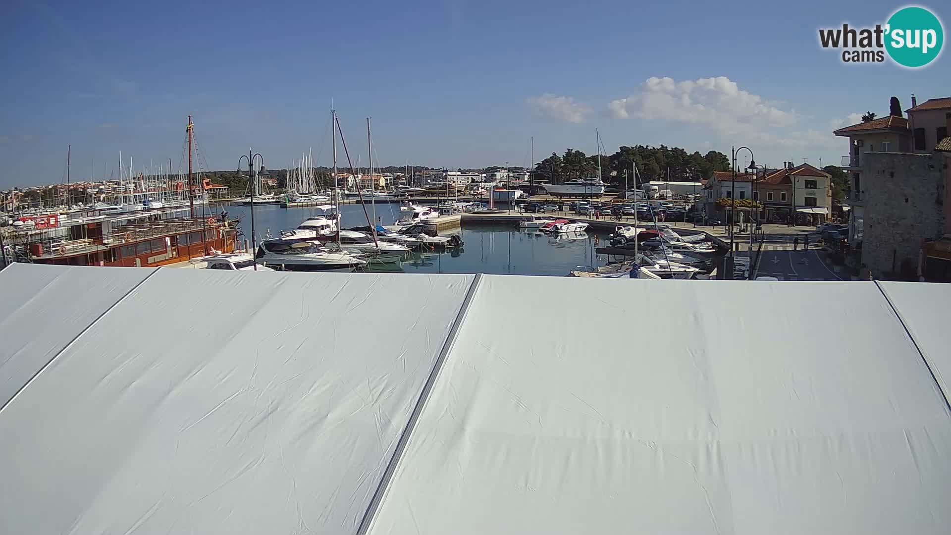 Novigrad | Porporela marina