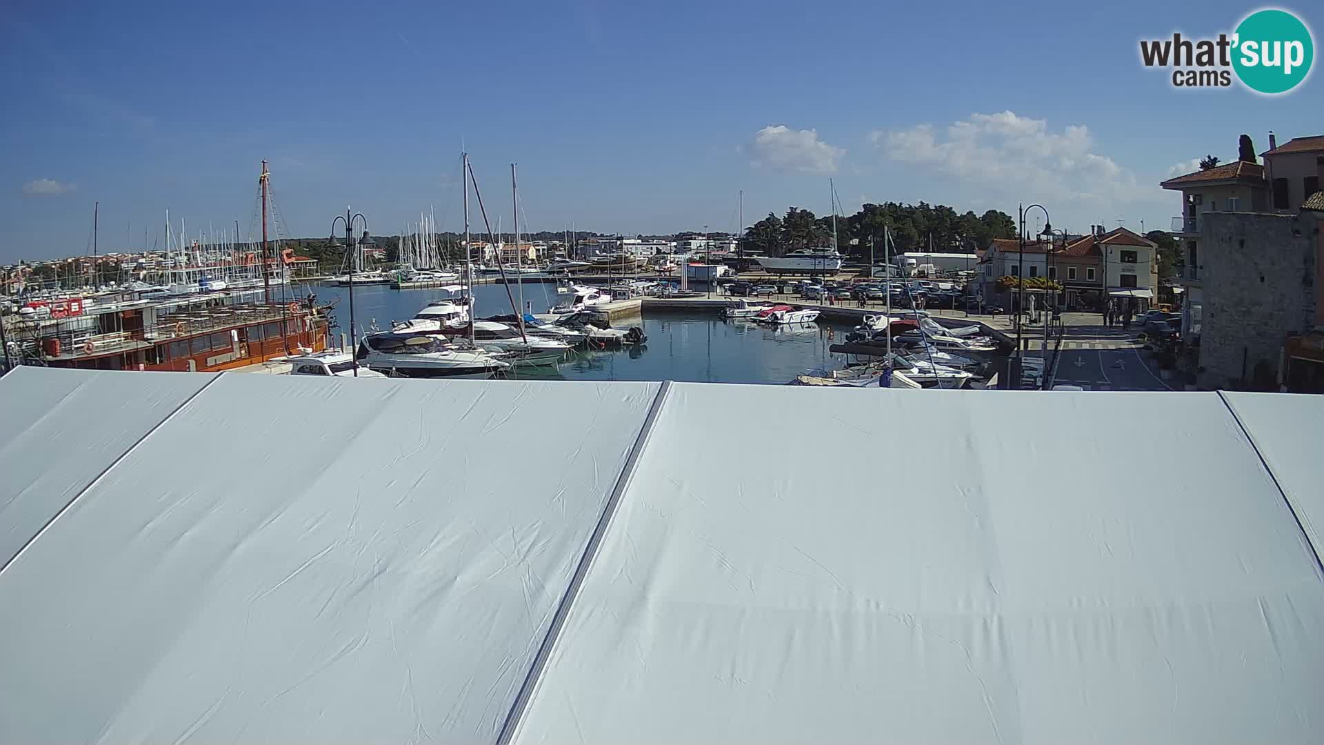 Novigrad | Porporela marina