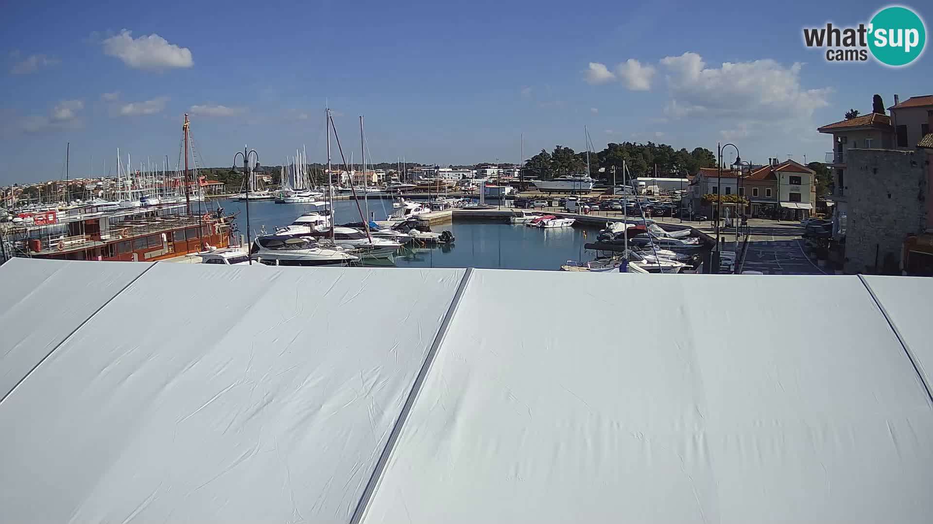 Novigrad | Porporela marina
