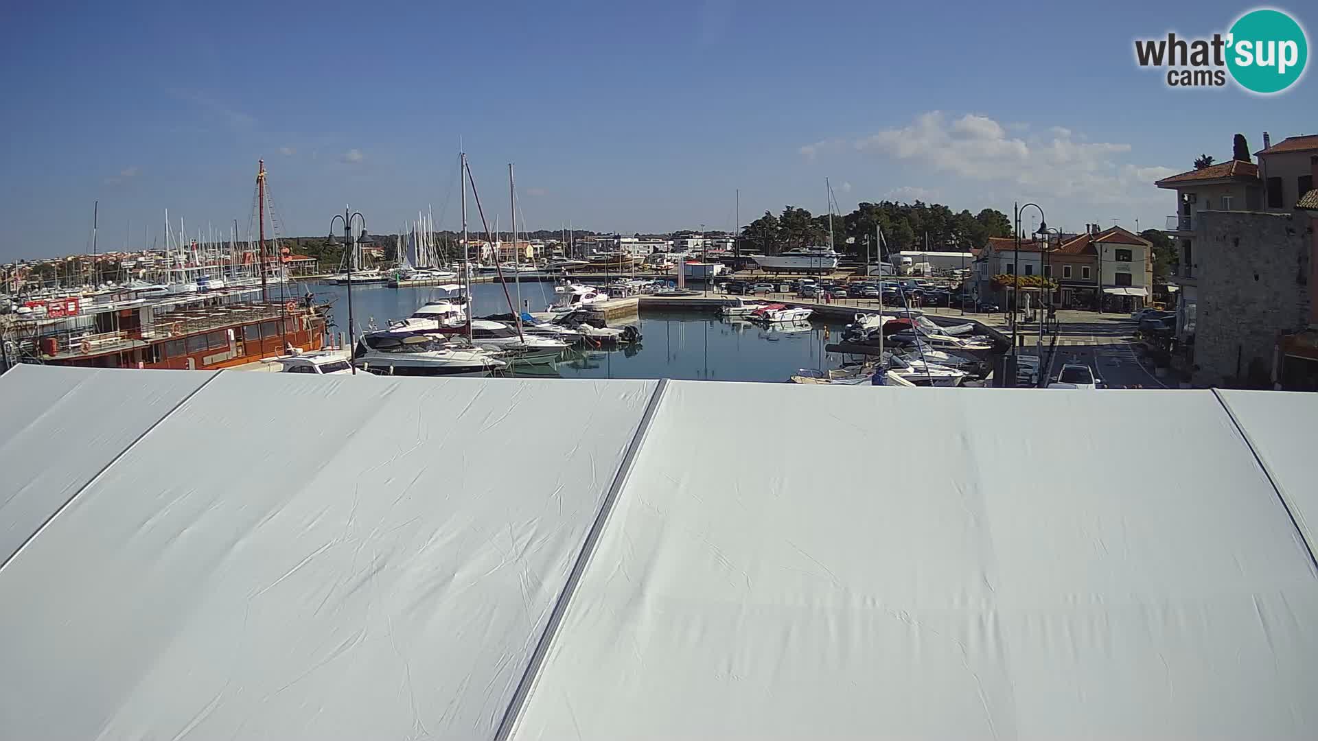 Novigrad | Porporela marina