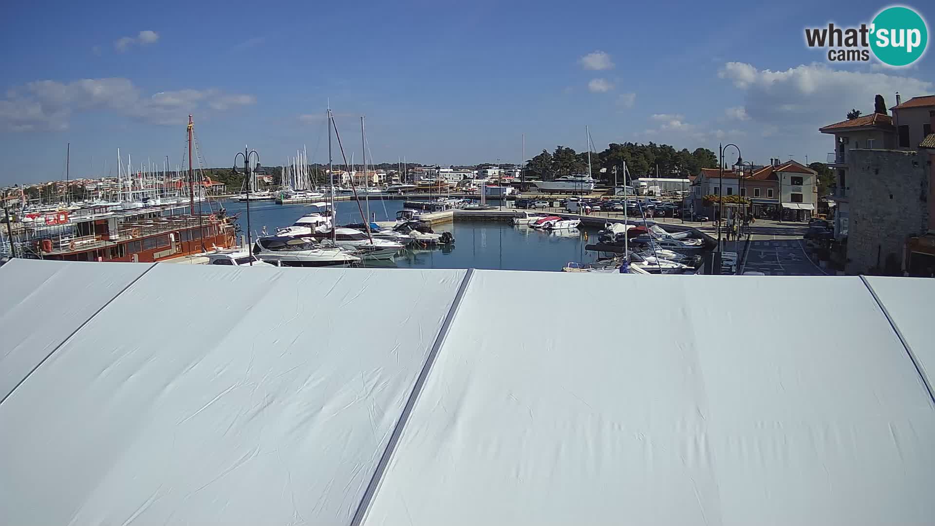 Novigrad | Porporela marina