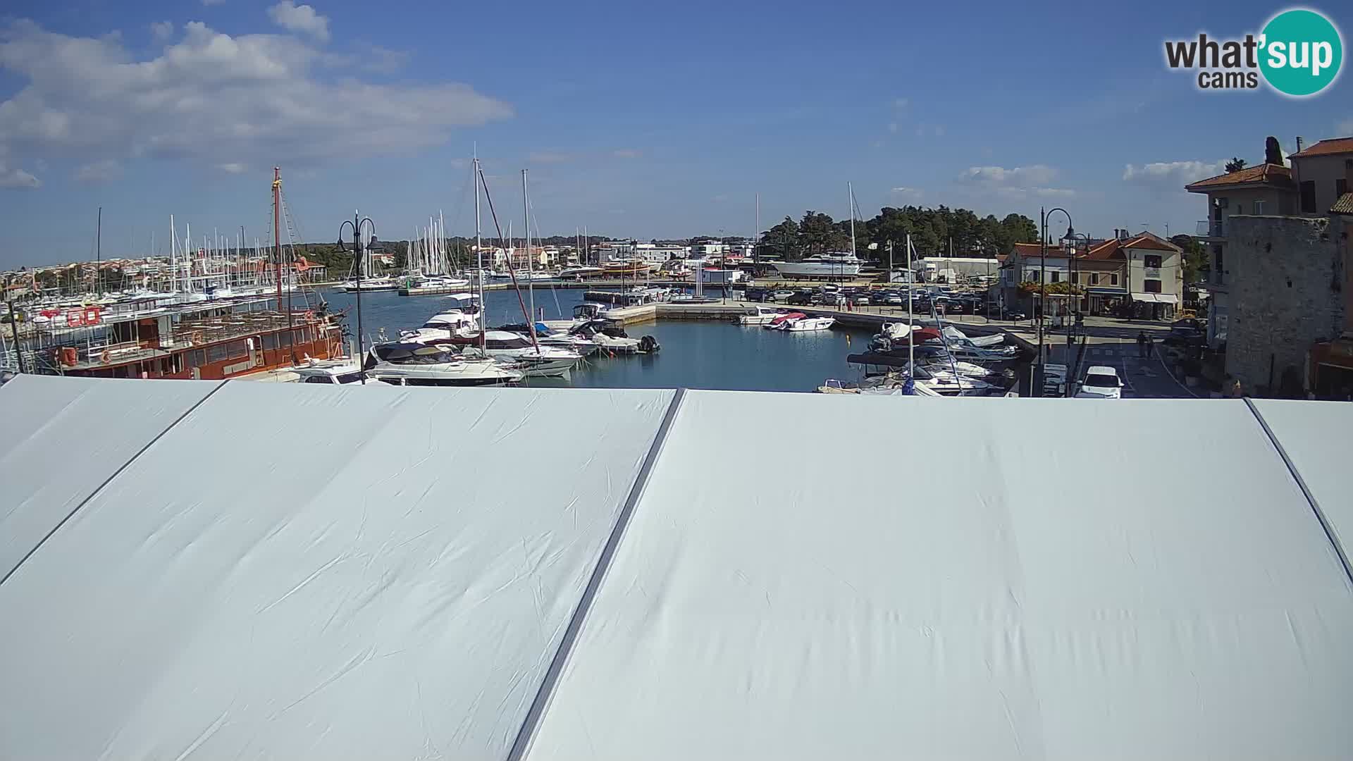 Novigrad | Porporela marina