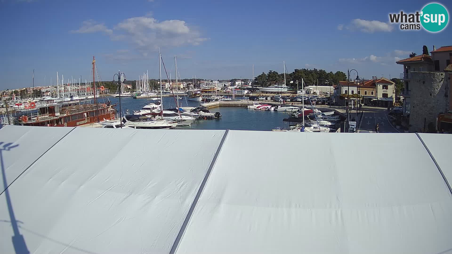 Novigrad | Porporela marina