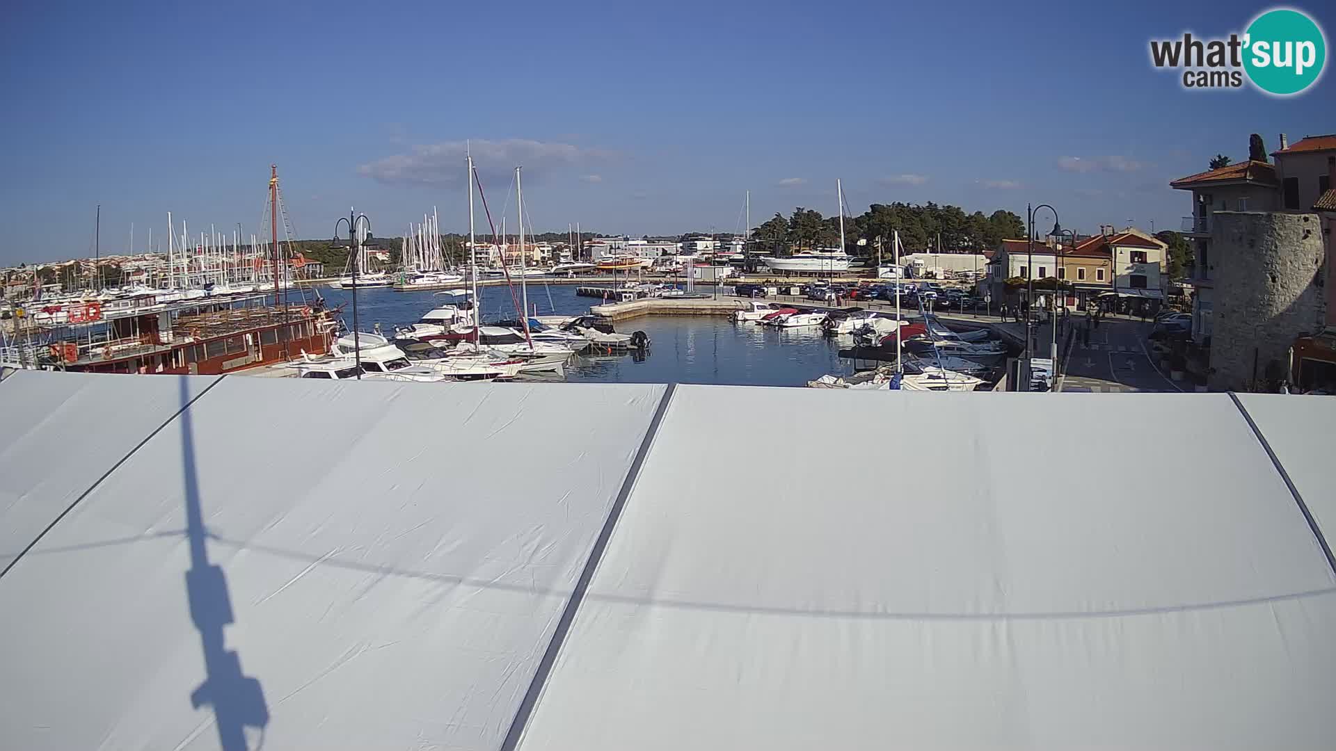 Novigrad | Porporela marina
