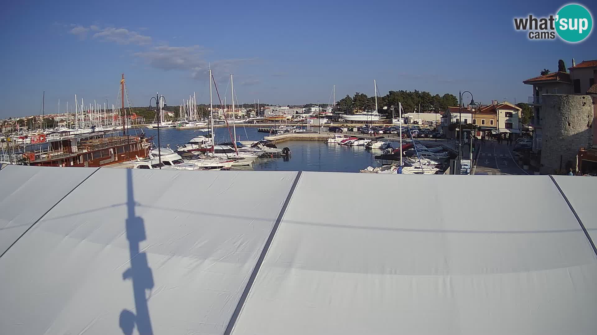 Novigrad | Porporela marina