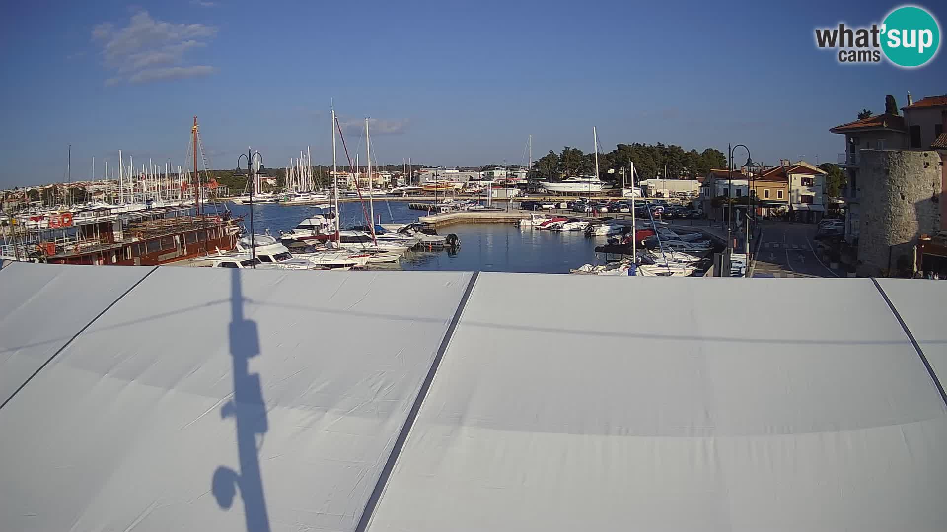 Novigrad | Porporela marina