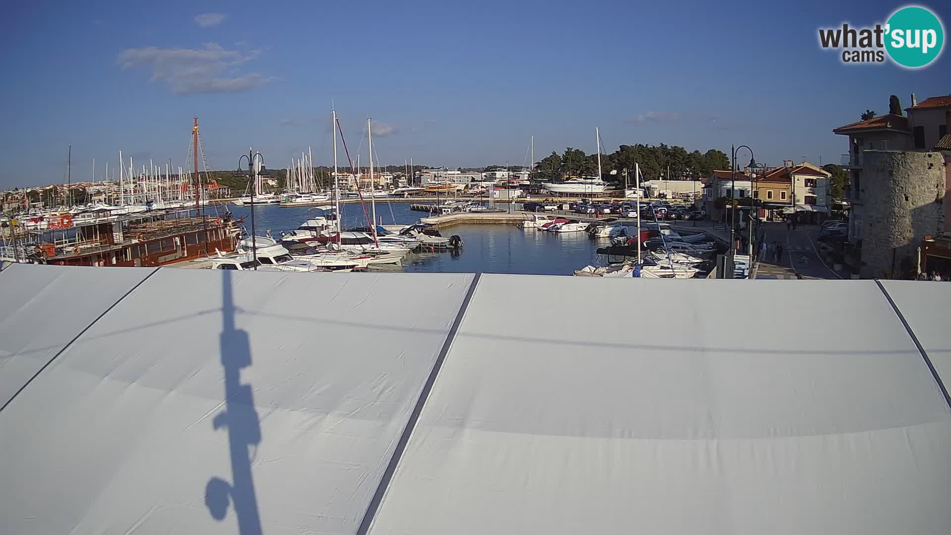 Novigrad | Porporela marina