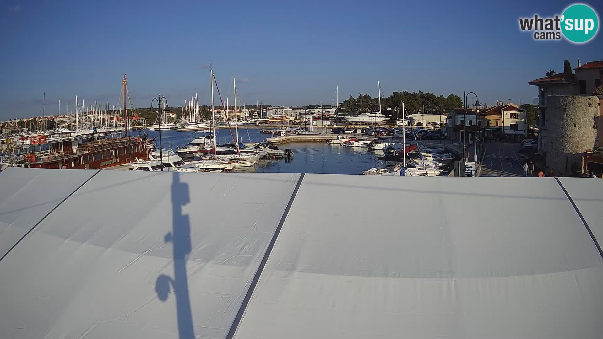 Novigrad | Porporela marina