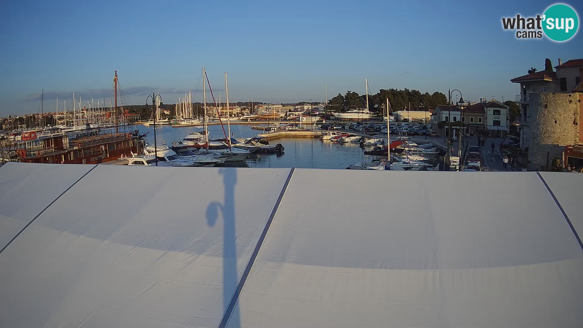 Novigrad | Porporela marina