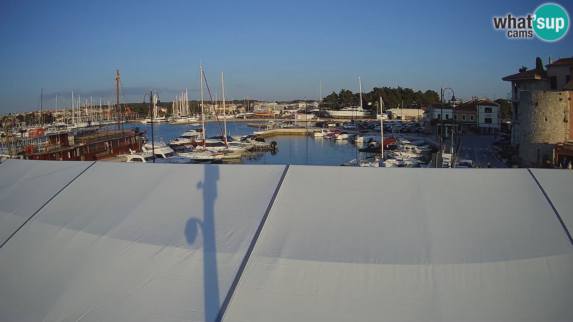 Novigrad | Porporela marina