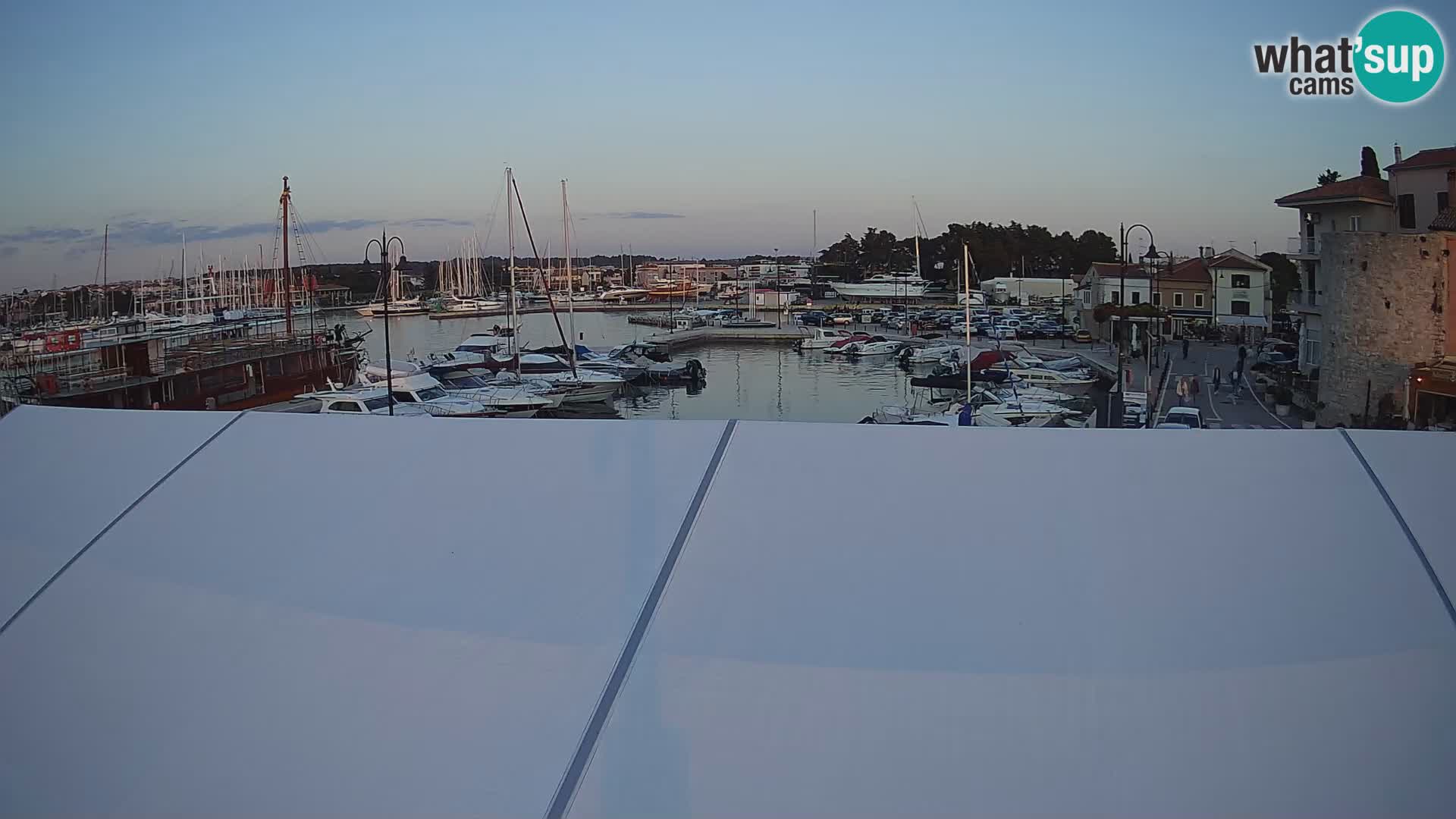 Novigrad | Porporela marina