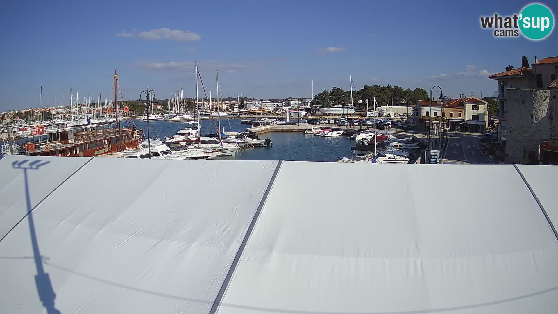 Novigrad | Porporela marina