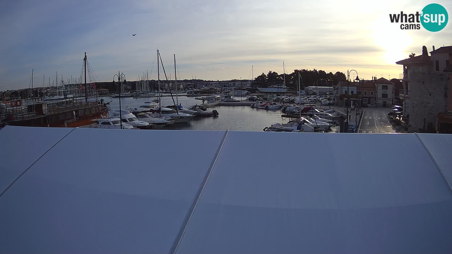 Novigrad | Porporela marina