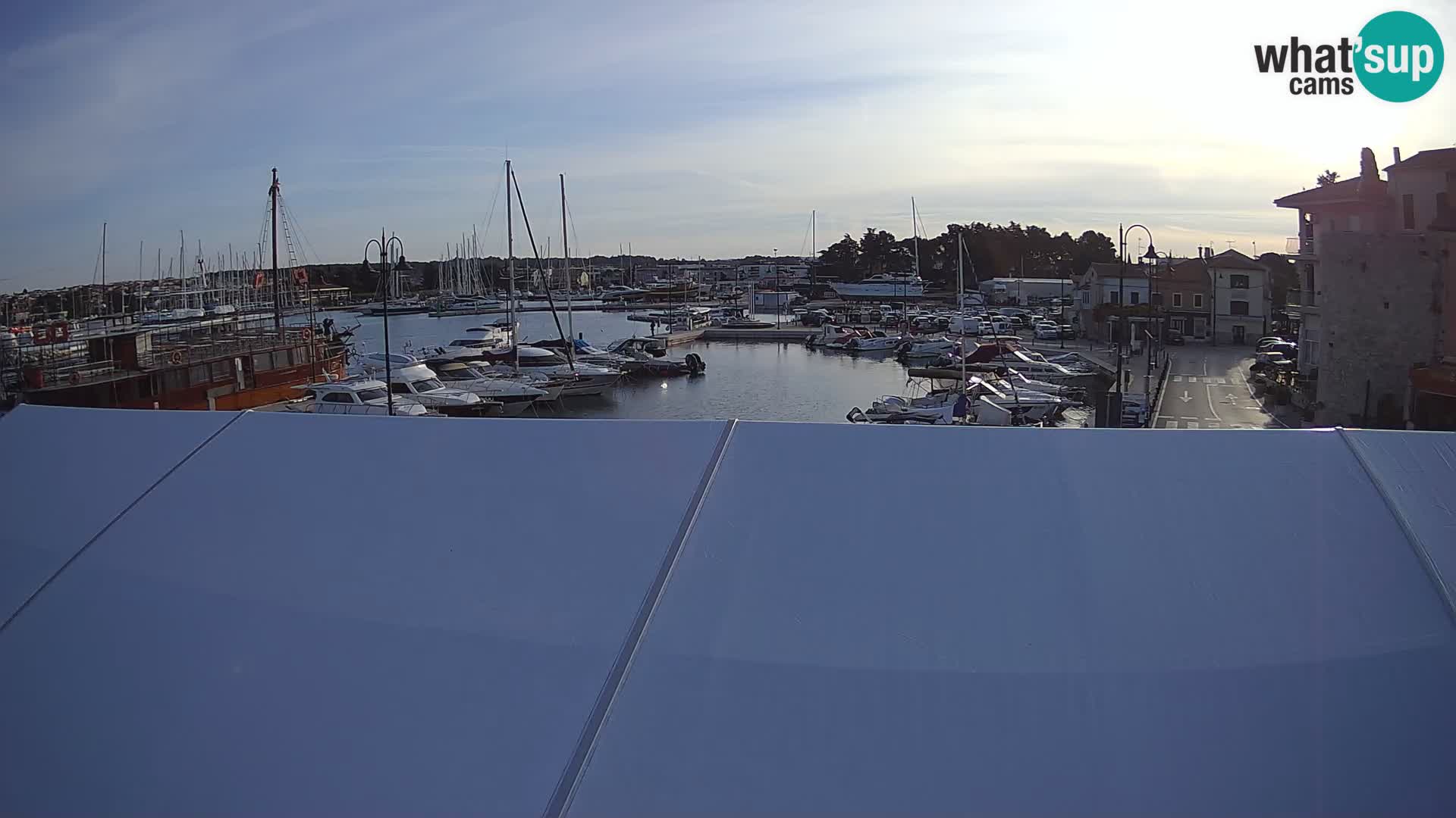 Novigrad | Porporela marina