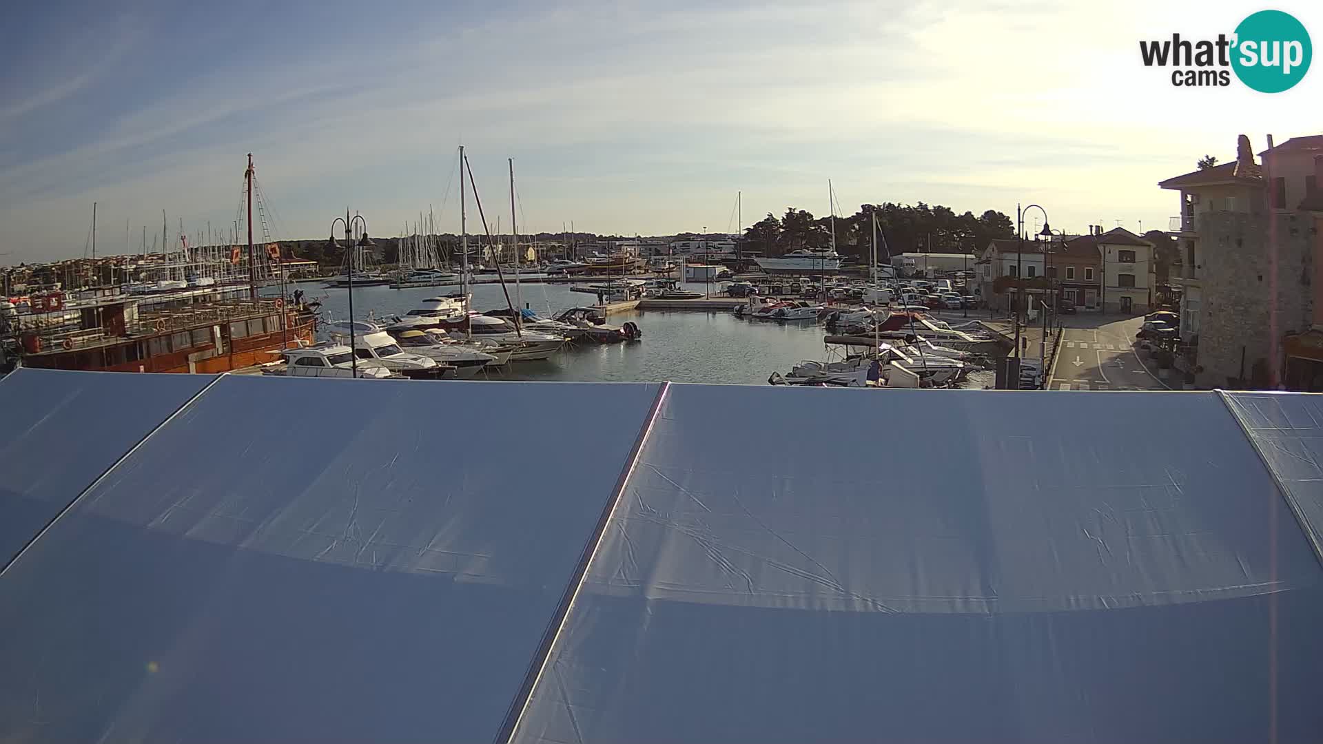 Novigrad | Porporela marina