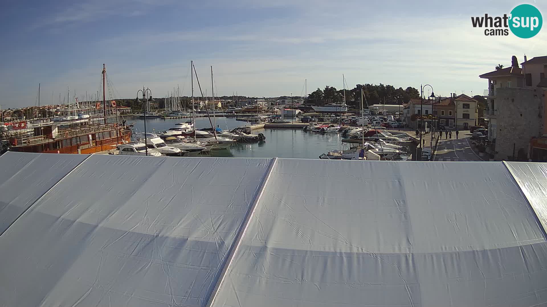 Novigrad | Porporela marina