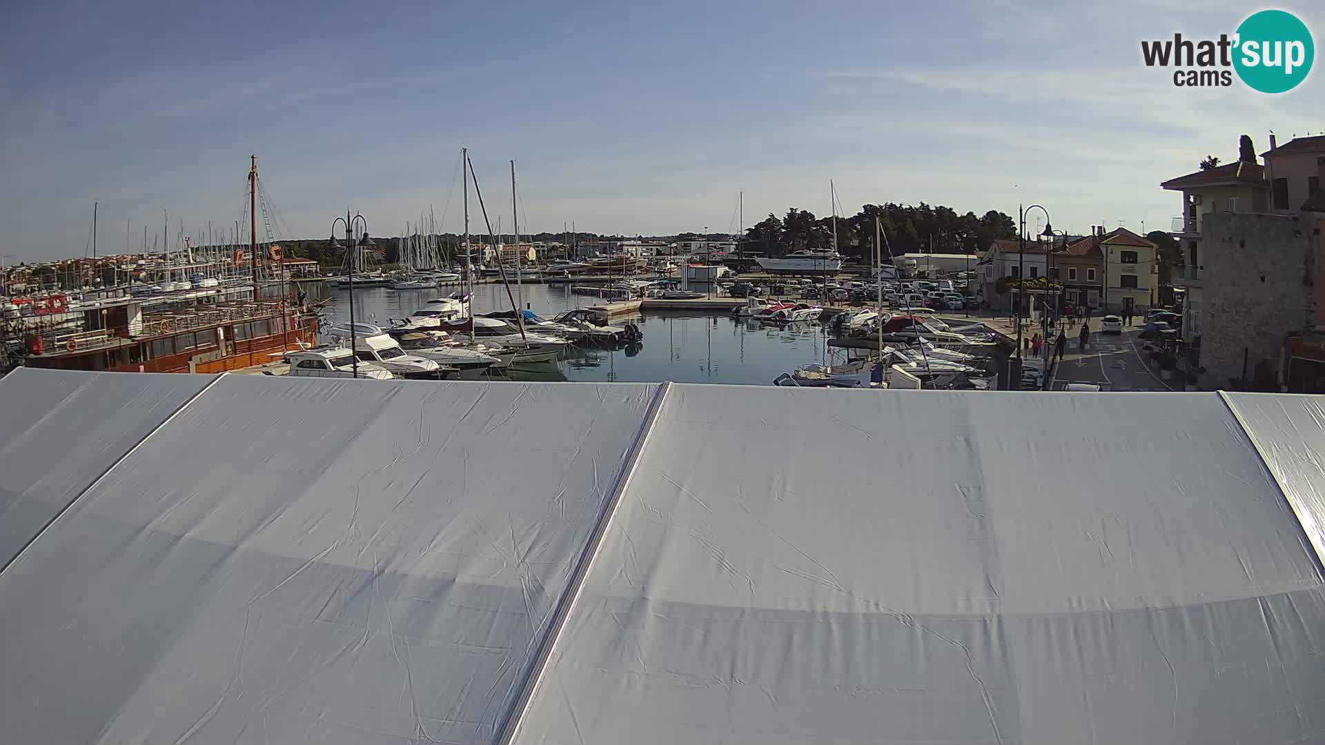 Novigrad | Porporela marina
