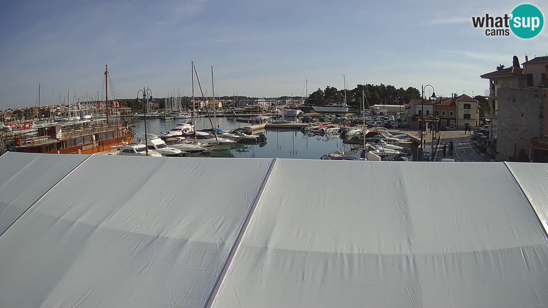 Novigrad | Porporela marina