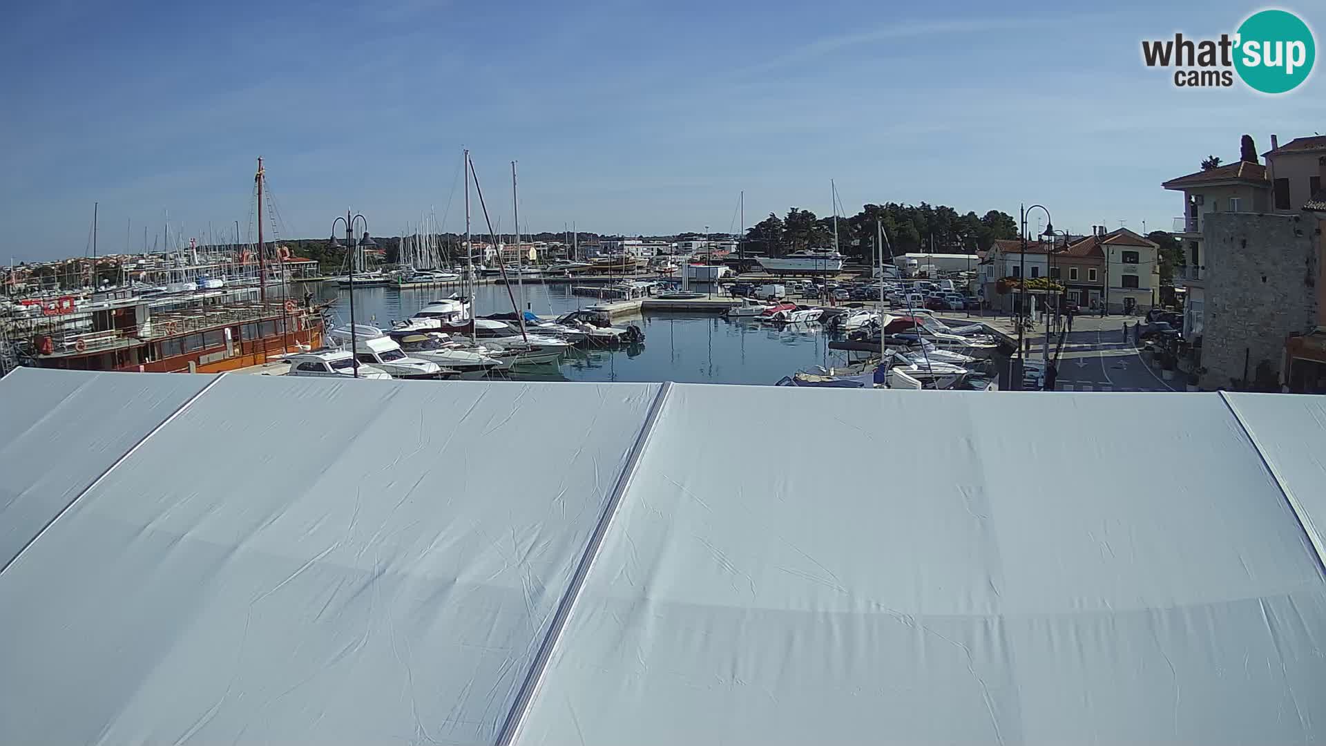 Novigrad | Porporela marina
