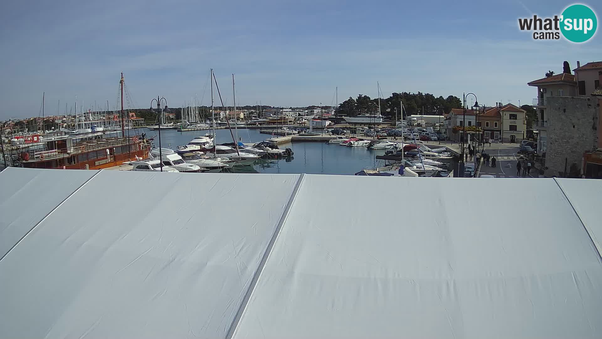 Novigrad | Porporela marina