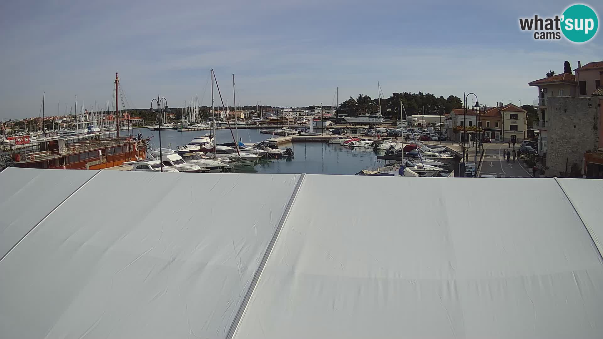 Novigrad | Porporela marina