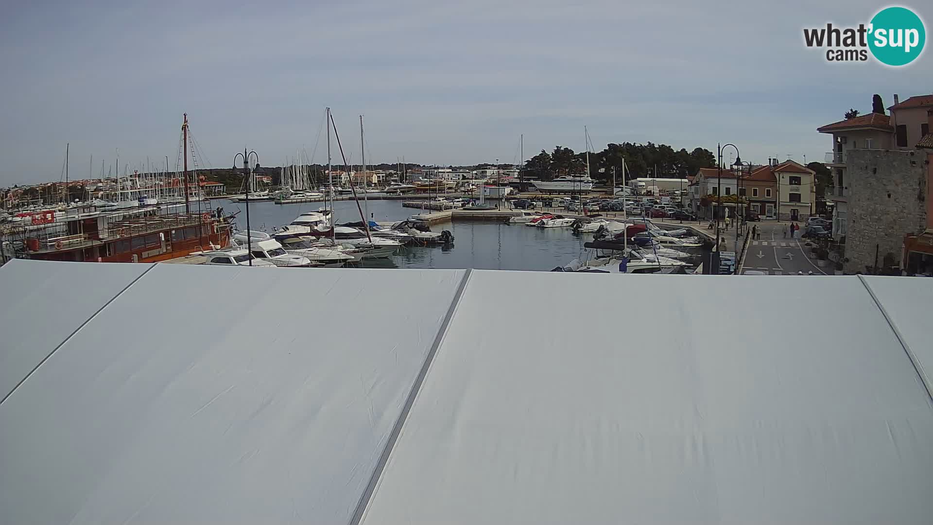 Novigrad | Porporela marina