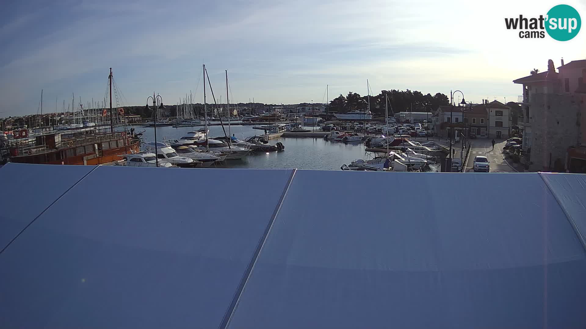 Novigrad | Porporela marina