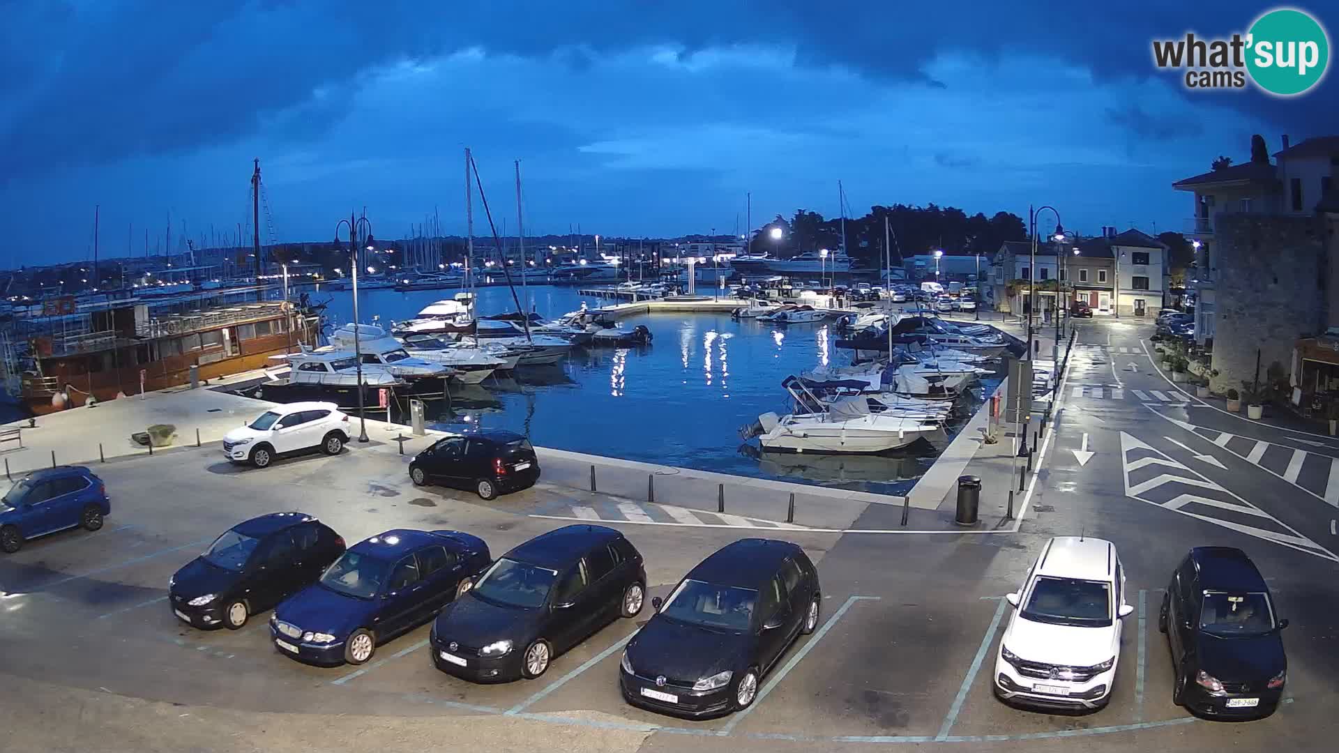 Novigrad | Porporela marina