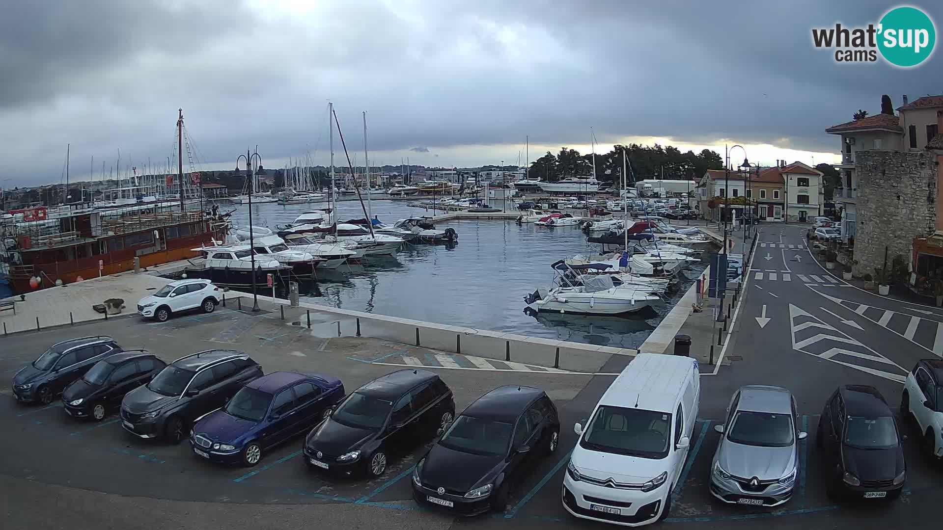 Novigrad | Porporela marina