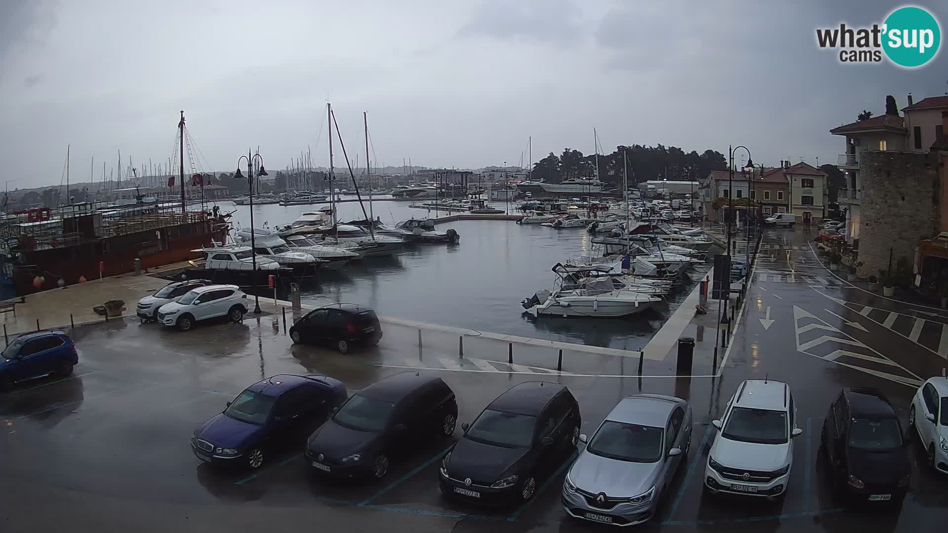 Novigrad | Porporela marina