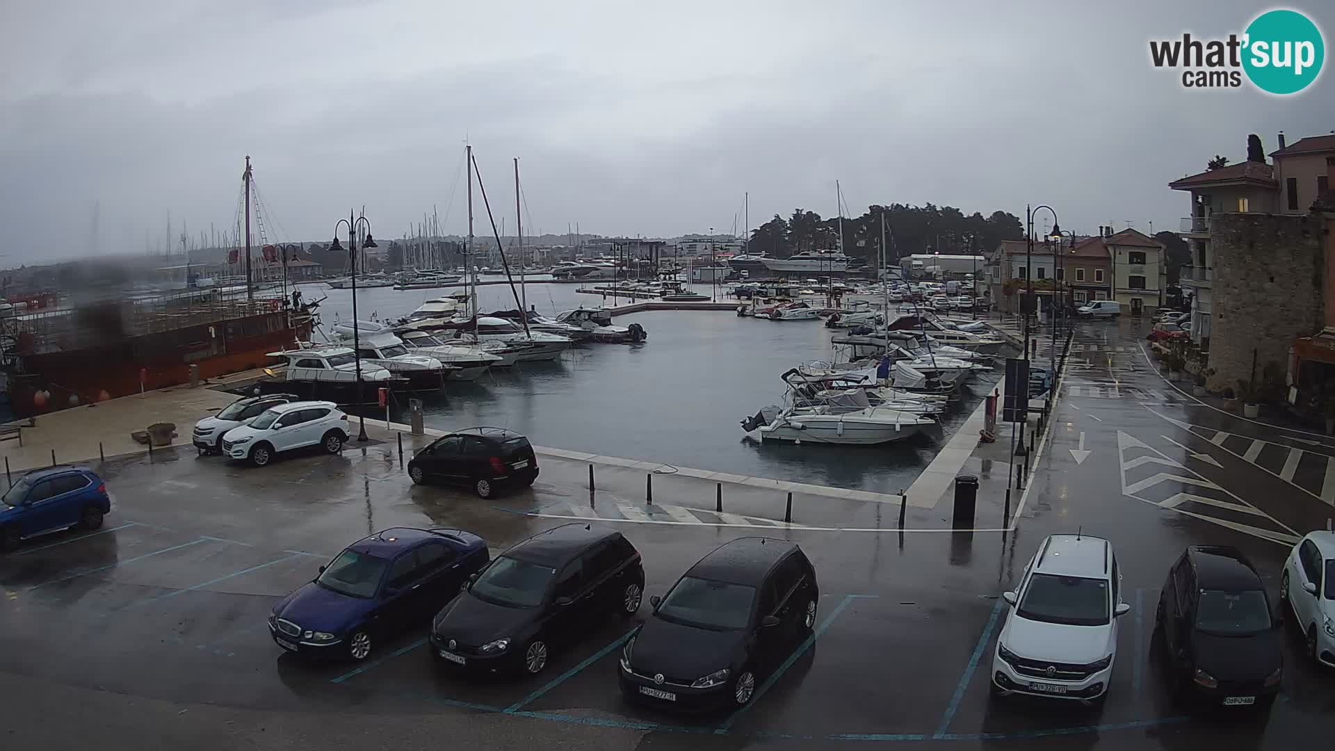 Novigrad | Porporela marina