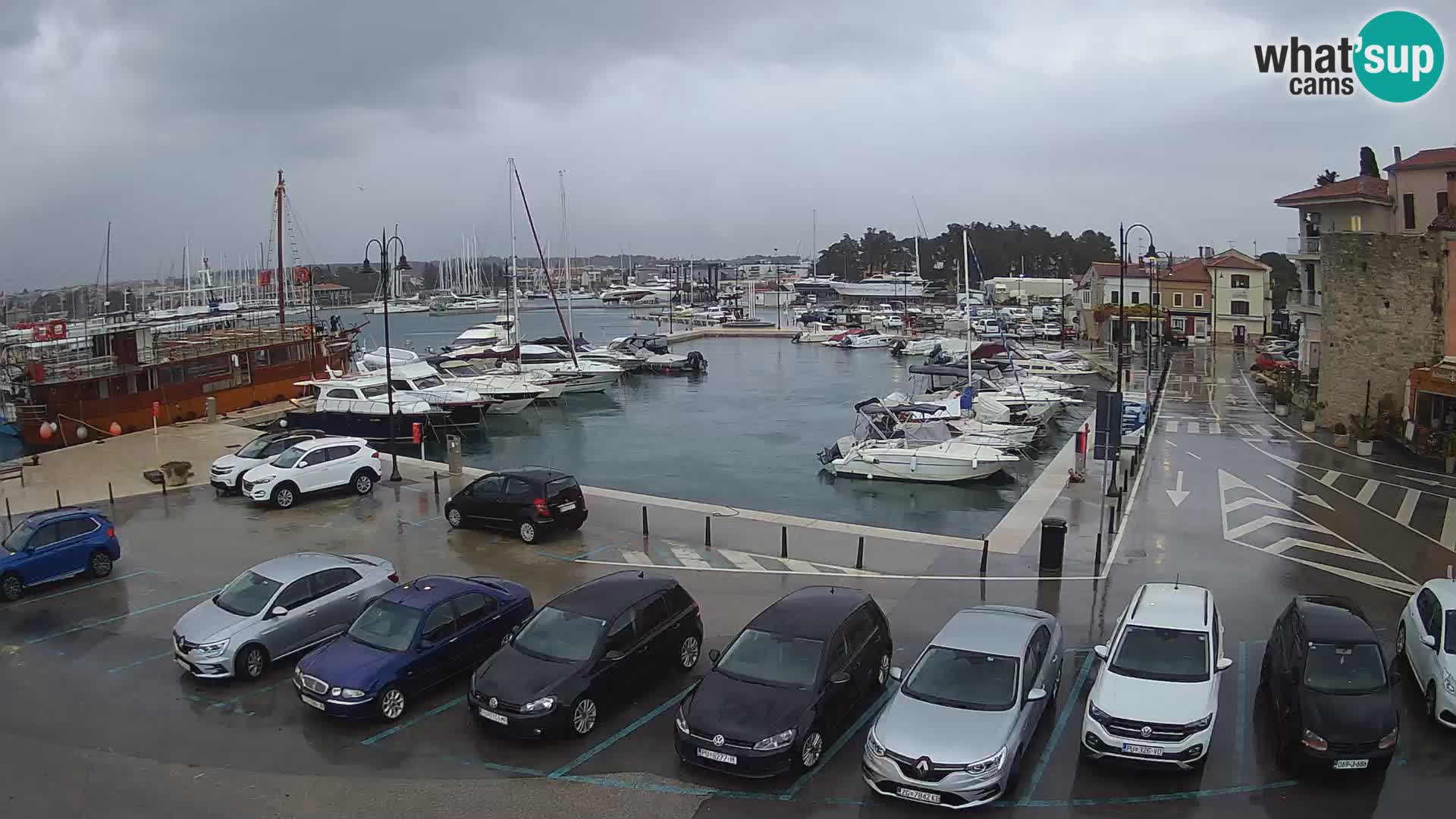 Novigrad | Porporela marina