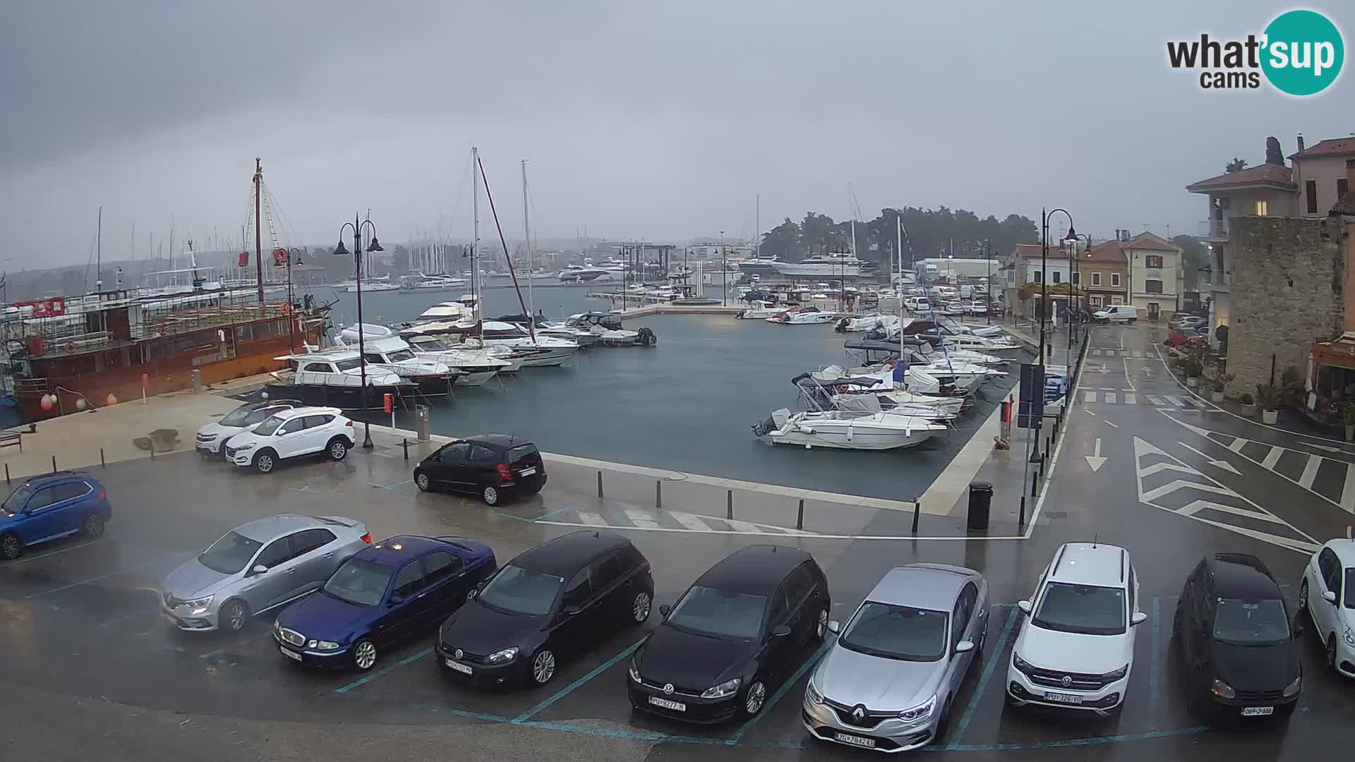 Novigrad | Porporela marina