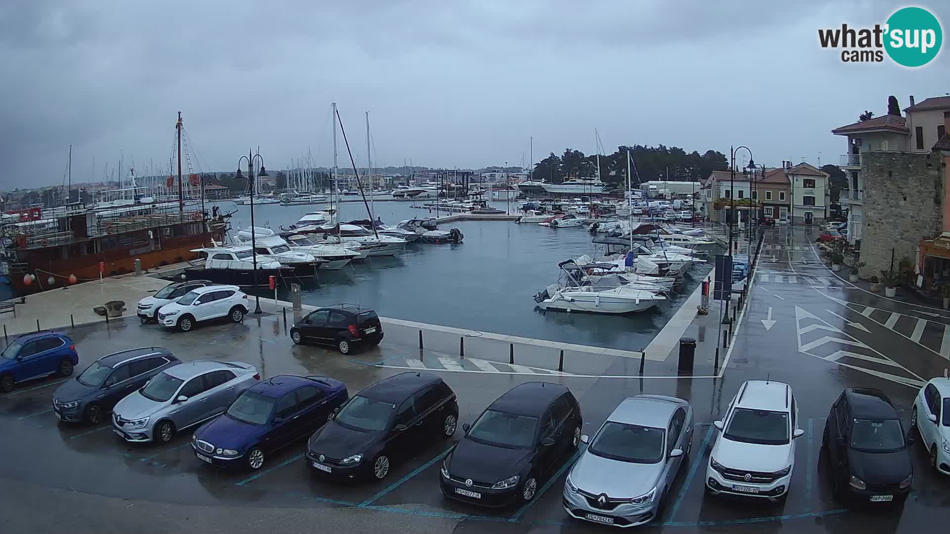Novigrad | Porporela marina