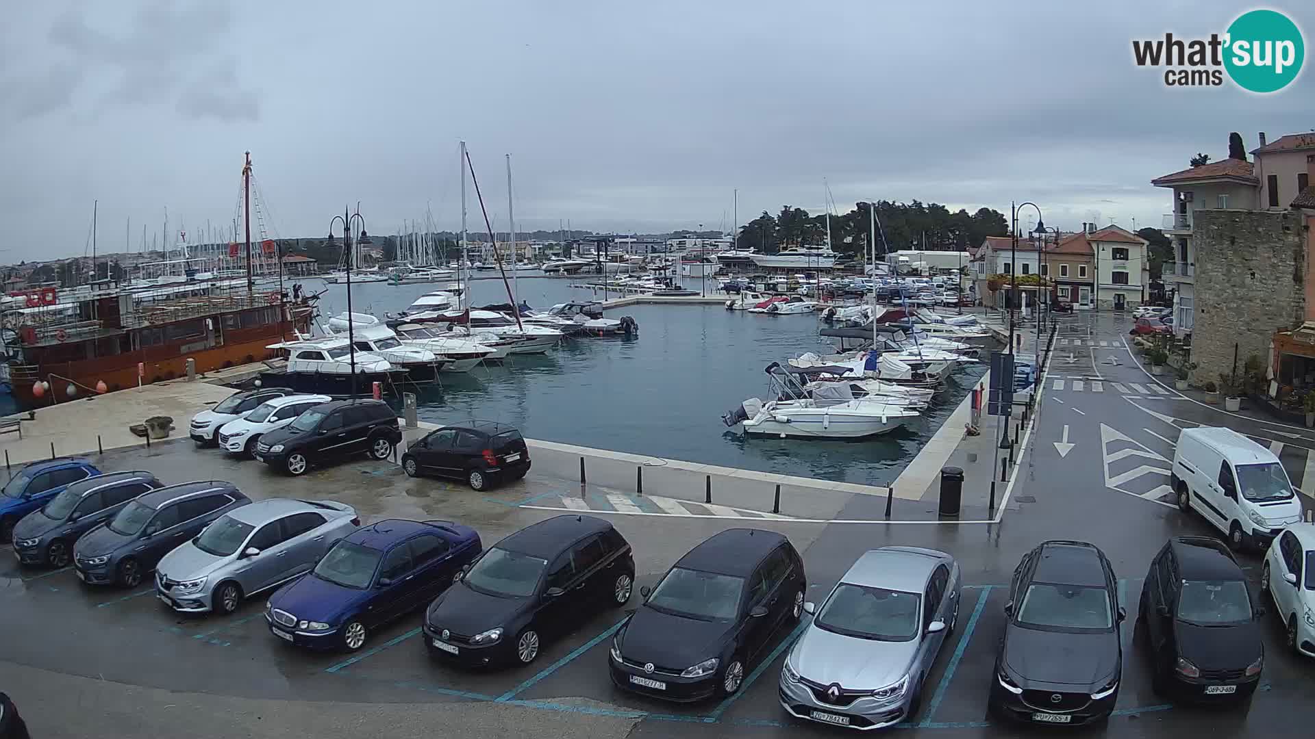 Novigrad | Porporela marina