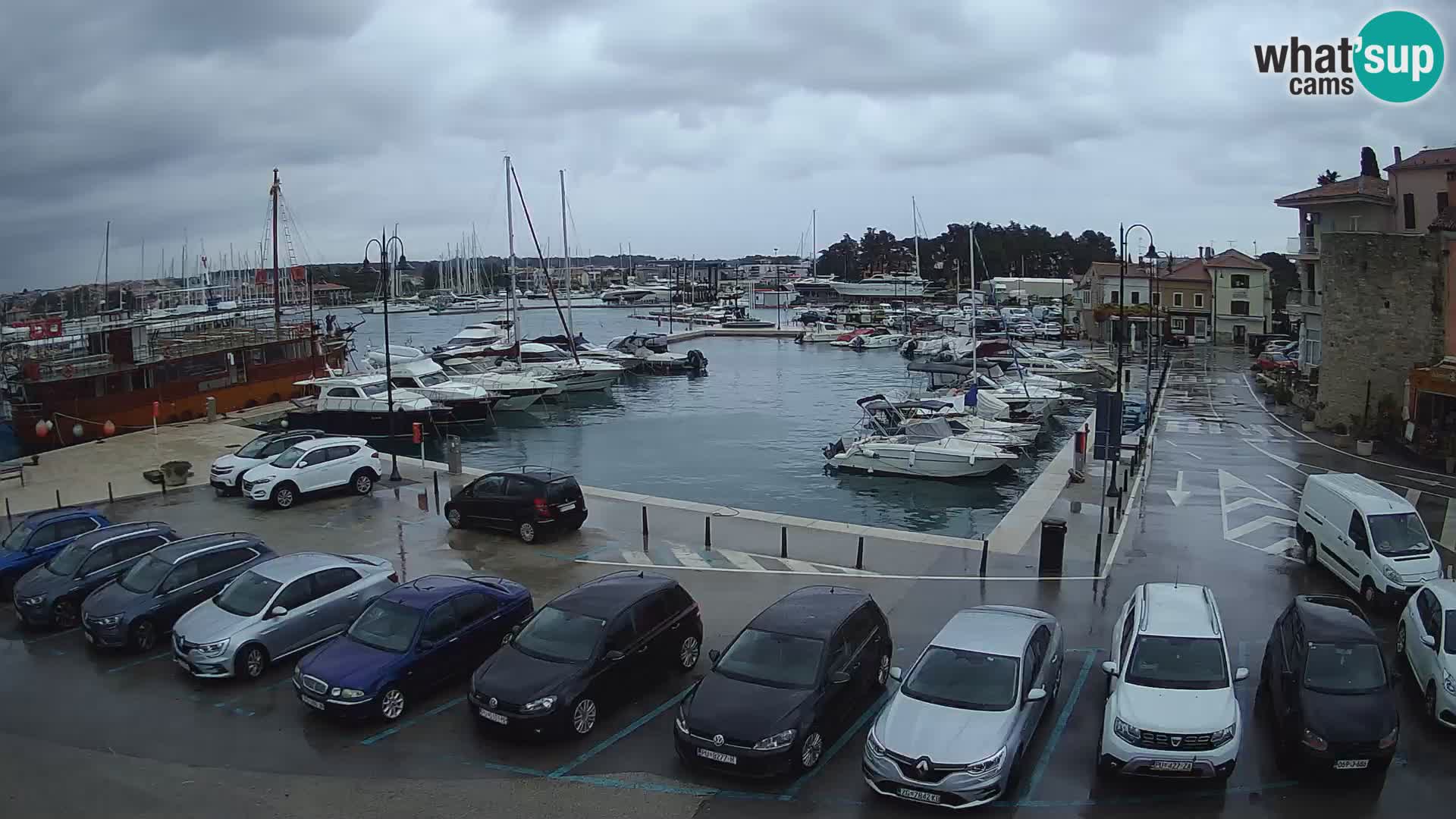 Novigrad | Porporela marina